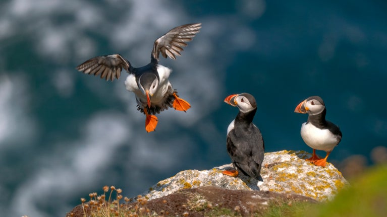 Puffins land on a cliff at Lundy Island, Devon